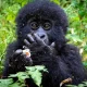 best-time-of-year-to-go-gorilla-trekking-in-uganda-and-rwanda