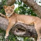 tree-climbing-lions-of-ishasha-where-and-how-to-see-them