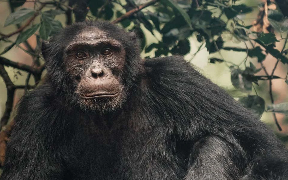 rwanda-and-uganda-safari-adventures-for-primates
