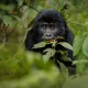ultimate-gorilla-trekking-guide-in-uganda