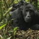 can-you-do-gorilla-trekking-if-youre-over-60