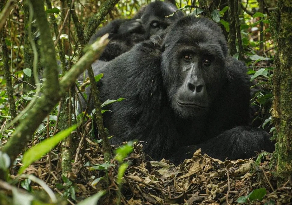 can-you-do-gorilla-trekking-if-youre-over-60