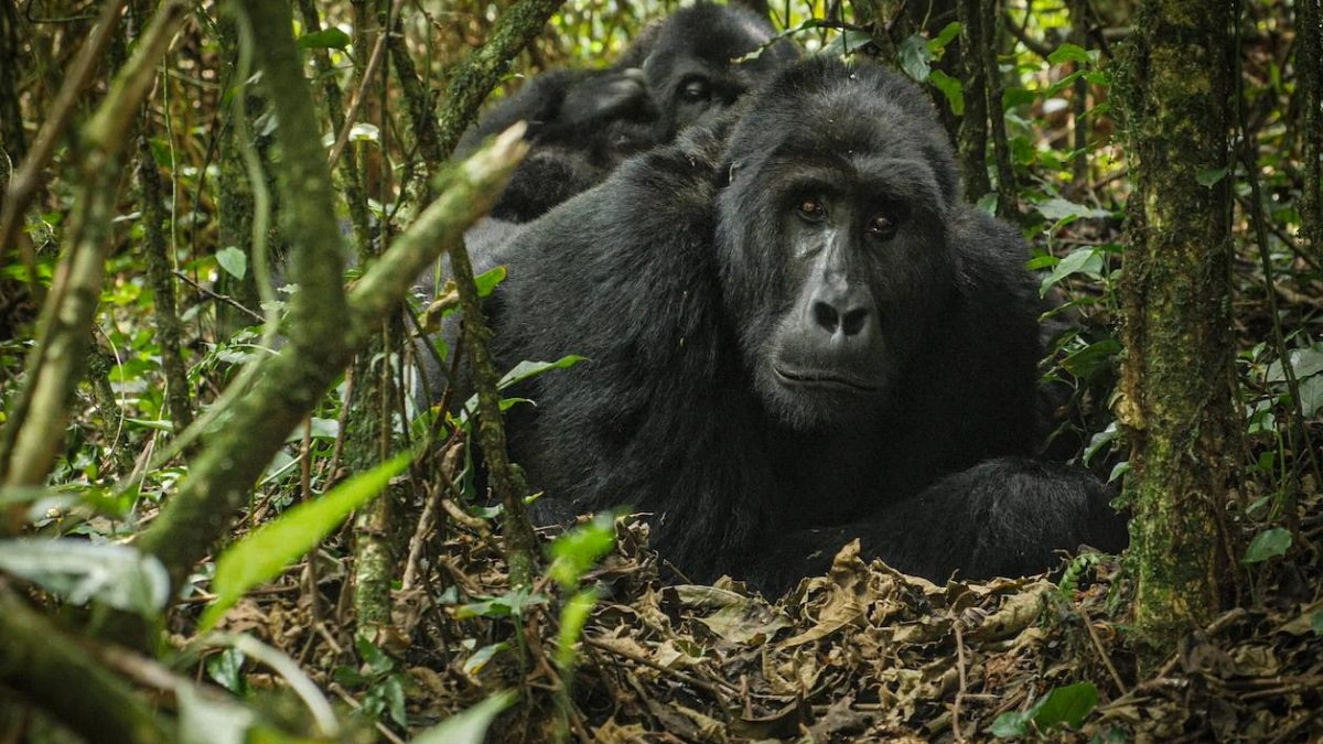 can-you-do-gorilla-trekking-if-youre-over-60