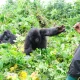 gorilla-habituation-experience-vs-gorilla-trekking