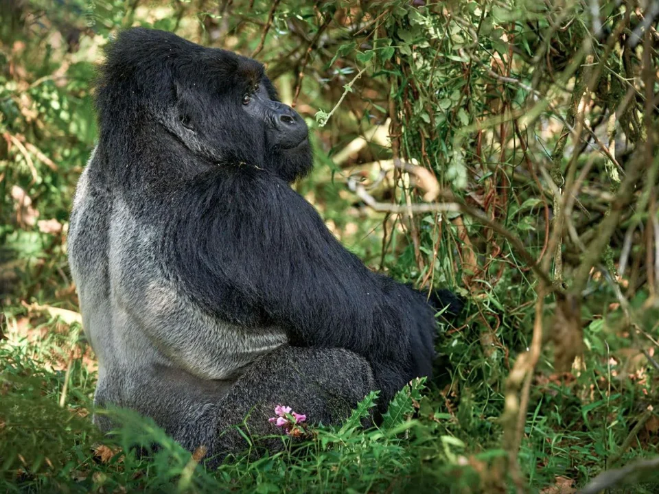 kigali-to-bwindi-gorilla-trekking-safari-full-itinerary-guide