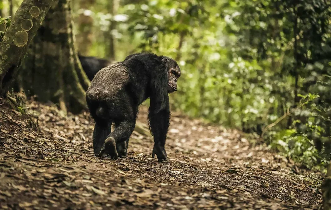 gorillas-vs-chimpanzees-which-primate-trek-is-worth-it