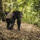 gorillas-vs-chimpanzees-which-primate-trek-is-worth-it