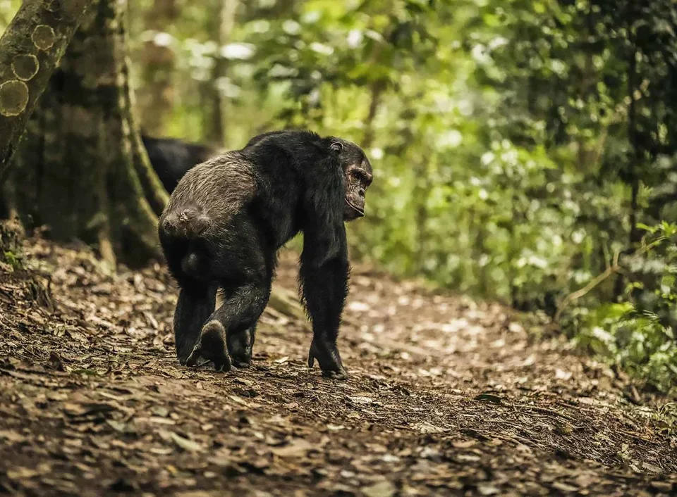 gorillas-vs-chimpanzees-which-primate-trek-is-worth-it