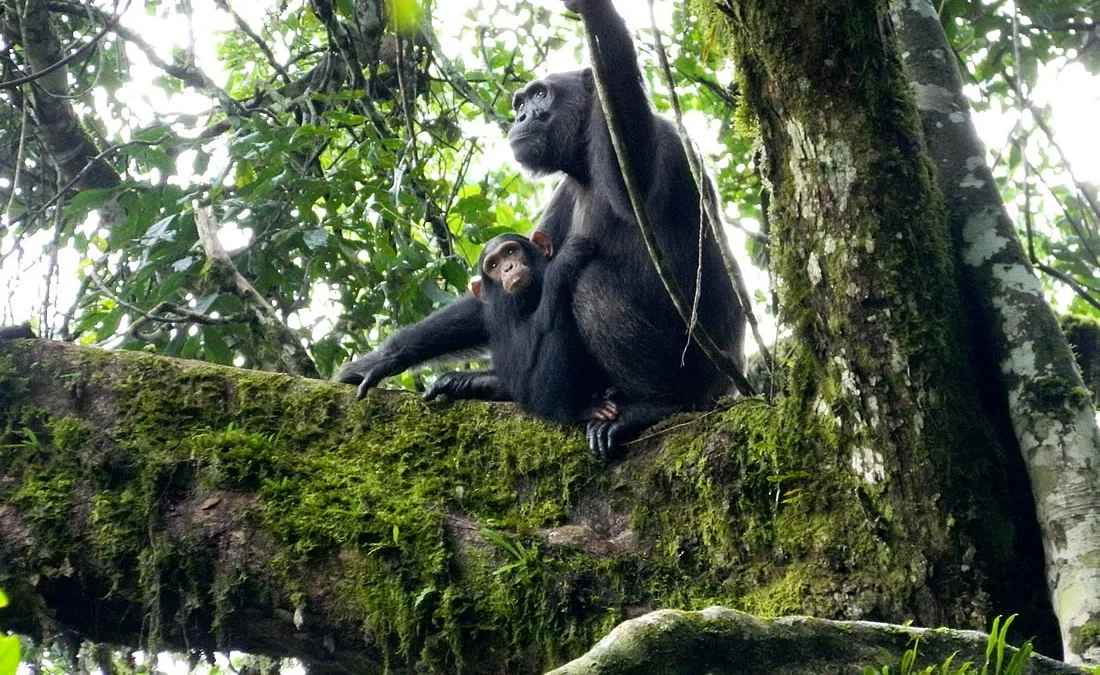 best-places-to-see-chimpanzees-in-uganda
