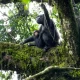 best-places-to-see-chimpanzees-in-uganda