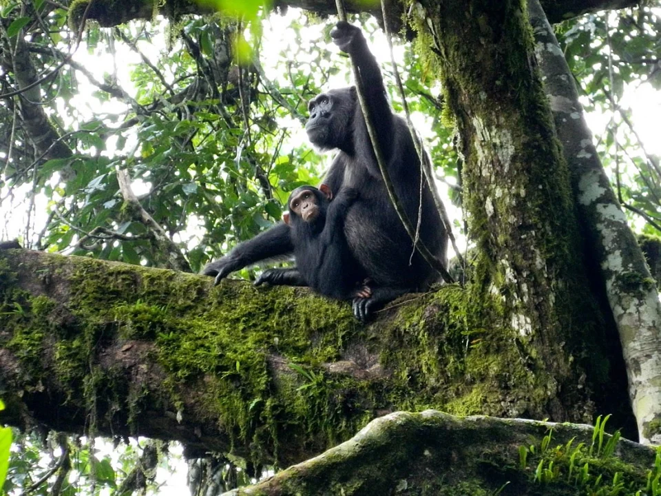 best-places-to-see-chimpanzees-in-uganda