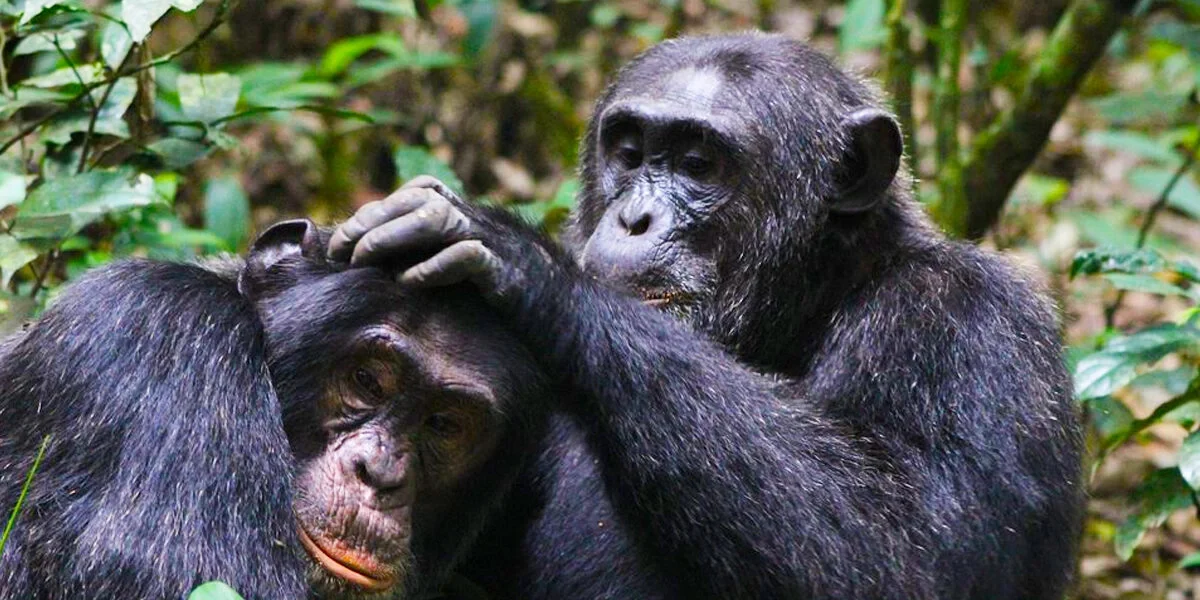 kibale-forest-chimpanzee-trekking