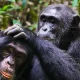 kibale-forest-chimpanzee-trekking