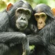 chimpanzee-trekking-near-murchison-falls-national-park