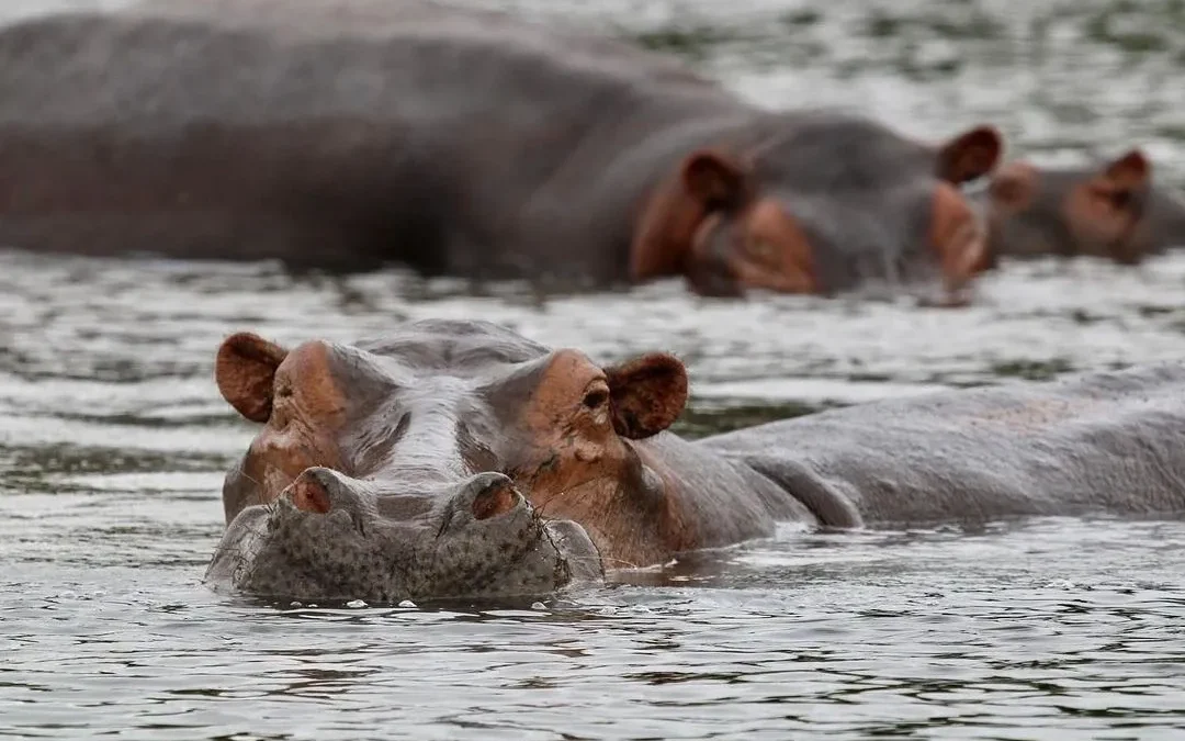 hippo-watching-on-the-nile-murchison-falls-boat-safari
