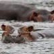 hippo-watching-on-the-nile-murchison-falls-boat-safari