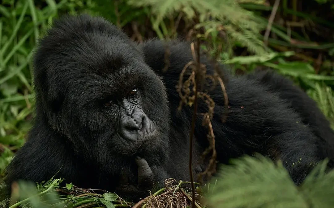 save-700-on-gorilla-permits-trek-uganda-from-kigali