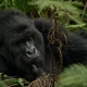 save-700-on-gorilla-permits-trek-uganda-from-kigali