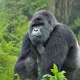 gorilla-trekking-uganda-vs-rwanda