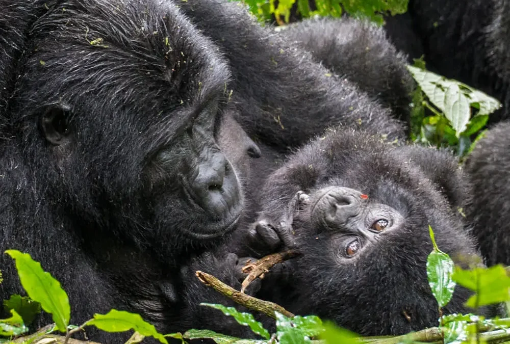 gorilla-trekking-with-kids-age-limits-and-family-tips