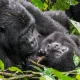 gorilla-trekking-with-kids-age-limits-and-family-tips