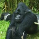 tipping-guide-for-uganda-and-rwanda-safaris