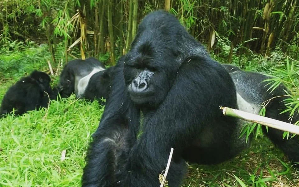 tipping-guide-for-uganda-and-rwanda-safaris