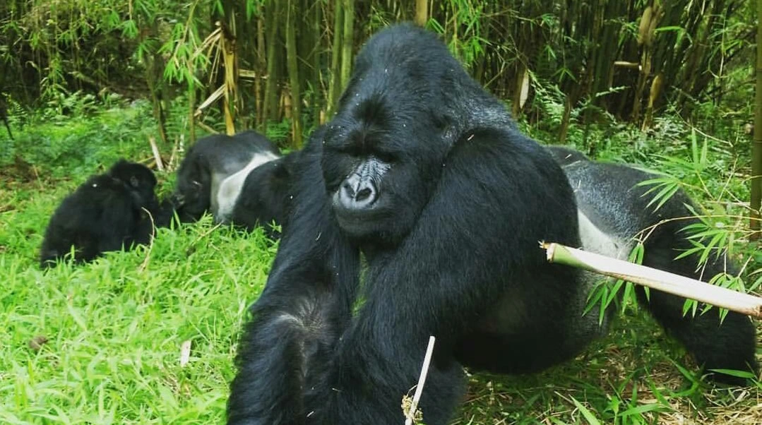 tipping-guide-for-uganda-and-rwanda-safaris