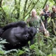 private-gorilla-trekking-experience-in-uganda