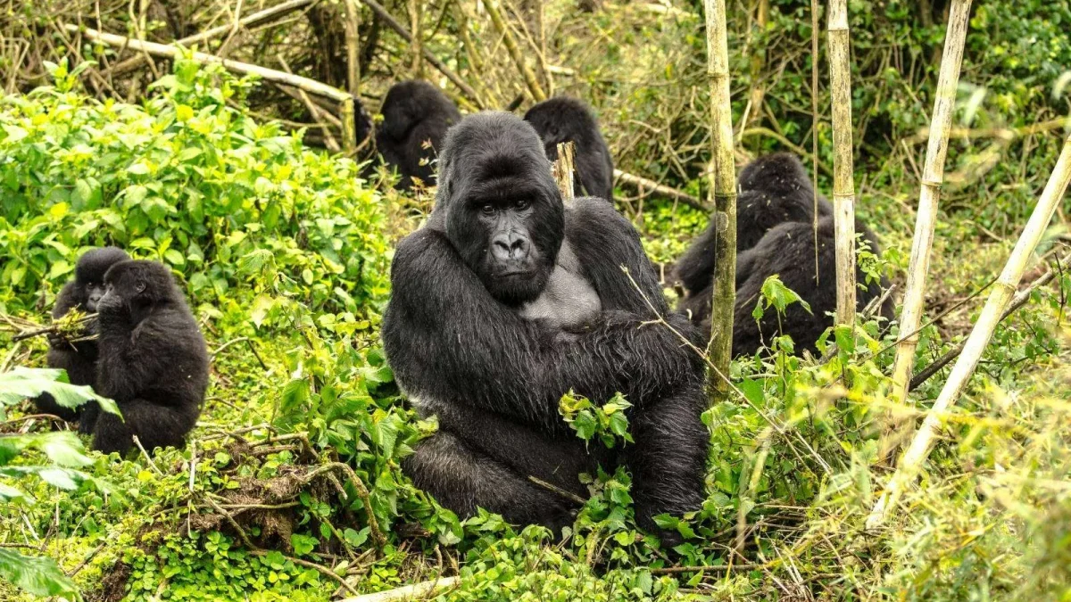 short-gorilla-safaris-starting-from-rwanda