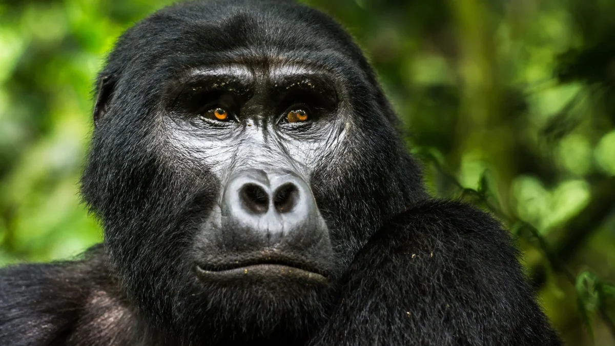 chimpanzee-and-gorilla-tracking-permits-in-uganda
