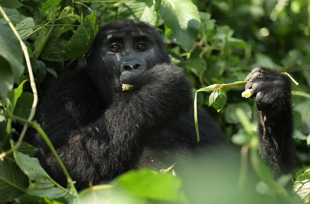 budget-gorilla-trekking-safari-from-rwanda-to-uganda-explained