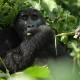 budget-gorilla-trekking-safari-from-rwanda-to-uganda-explained