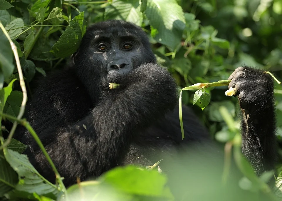 budget-gorilla-trekking-safari-from-rwanda-to-uganda-explained