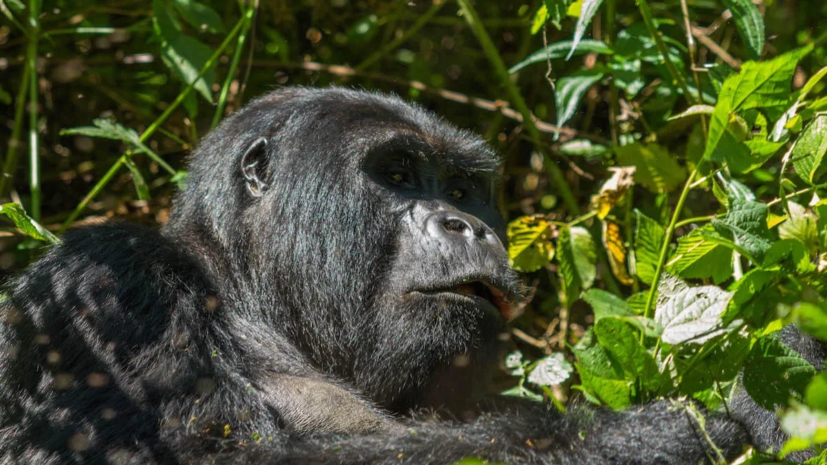 10-things-nobody-tells-you-before-gorilla-trekking-in-africa