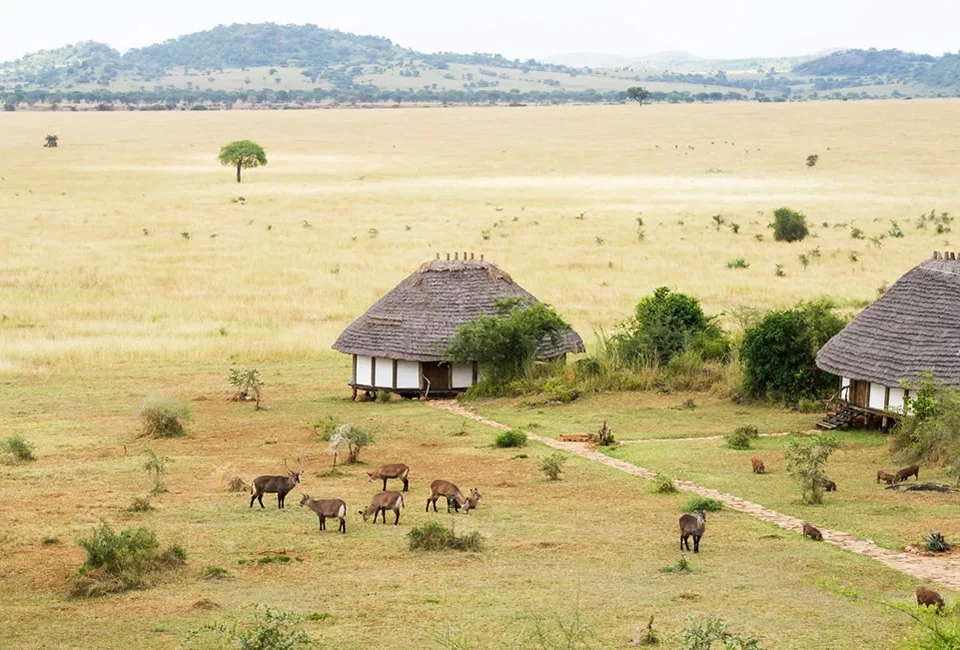 how-many-days-do-you-need-for-a-uganda-safari