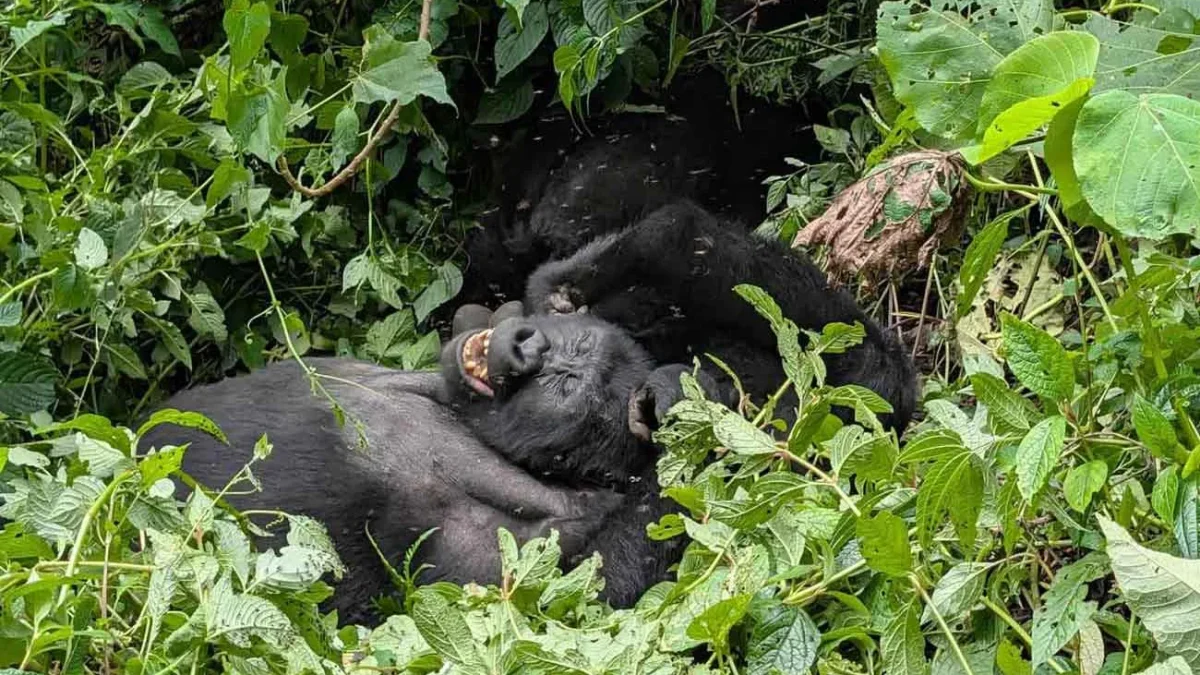 murchison-falls-chimp-trekking