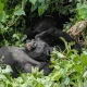 murchison-falls-chimp-trekking