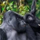 private-gorilla-trekking-tours-in-uganda-and-rwanda