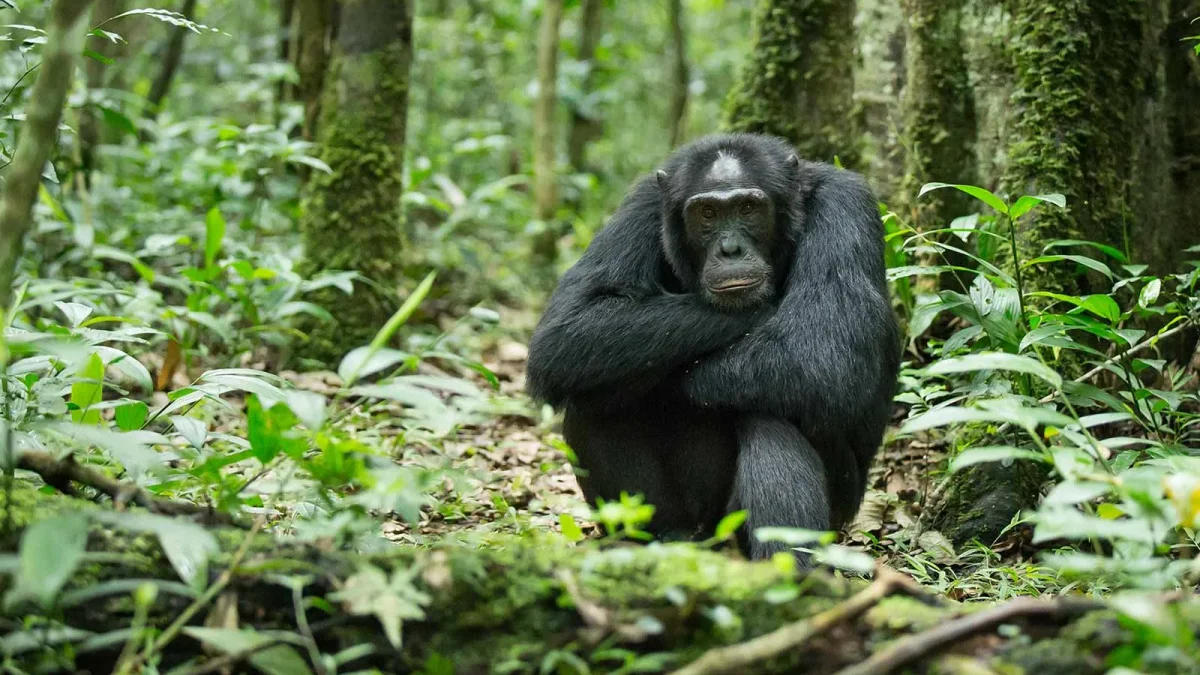 chimpanzee-and-gorilla-tours-in-uganda