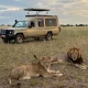 best-uganda-safaris-for-first-time-african-travelers