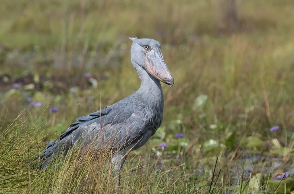 top-birding-safari-destinations-in-uganda