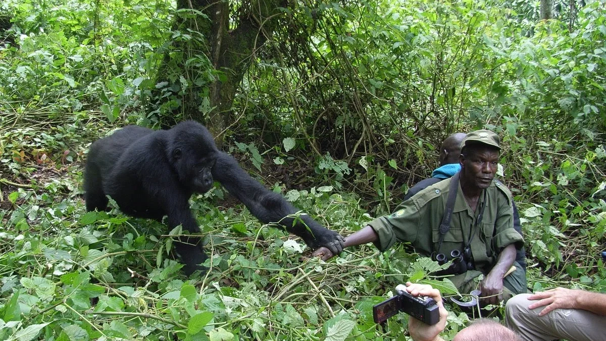 how-to-cross-from-rwanda-to-uganda-for-gorilla-trekking-safaris