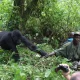 how-to-cross-from-rwanda-to-uganda-for-gorilla-trekking-safaris