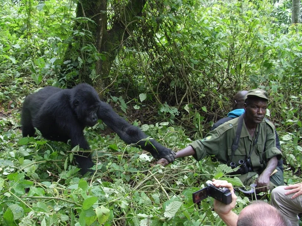 how-to-cross-from-rwanda-to-uganda-for-gorilla-trekking-safaris