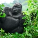 uganda-gorilla-trekking-safaris