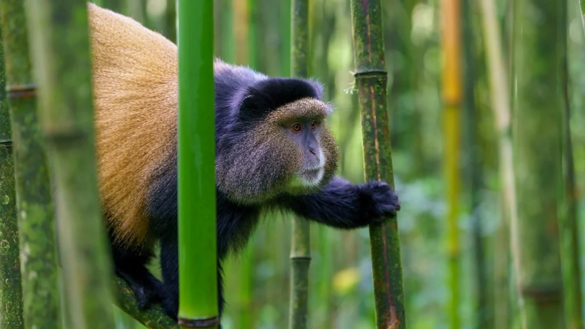 golden-monkeys-in-rwanda-volcanoes-national-park