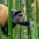 golden-monkeys-in-rwanda-volcanoes-national-park