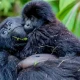 can-you-do-a-1-day-gorilla-trekking-trip-from-rwanda