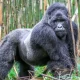 2-days-gorilla-tour-in-uganda-starting-from-rwanda